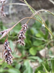 Luzula spicata