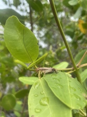 Tafalisca eleuthera