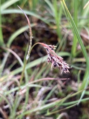 Luzula spicata