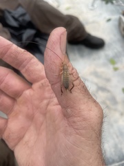 Tafalisca eleuthera
