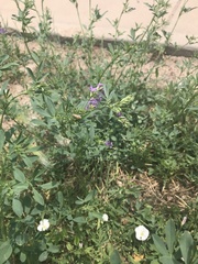Medicago sativa
