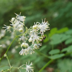Sphegina