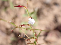 Limonium echioides