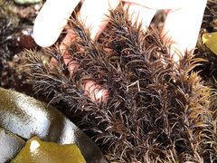 Neorhodomela