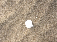 Clinocardium nuttallii