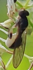 Sphegina