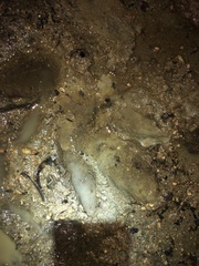 Tapirus terrestris