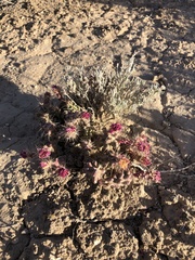 Micropuntia pulchella