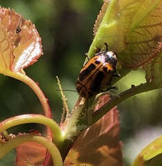 Cryptocephalus castaneus