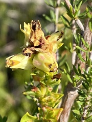 Penaea cneorum cneorum