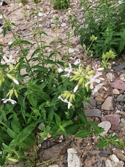 Saponaria officinalis