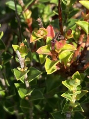 Penaea cneorum cneorum