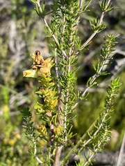 Penaea cneorum cneorum