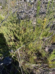 Penaea cneorum cneorum