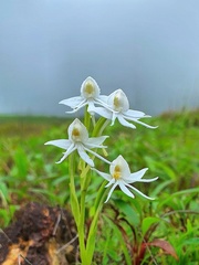 Habenaria grandifloriformis