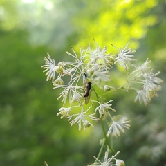 Sphegina