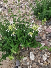 Saponaria officinalis
