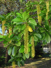 Lophanthera lactescens