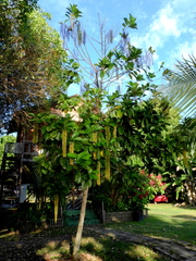 Lophanthera lactescens