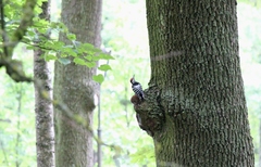 Dendrocopos leucotos