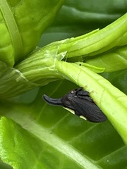 Enchenopa