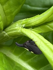 Enchenopa