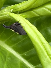Enchenopa