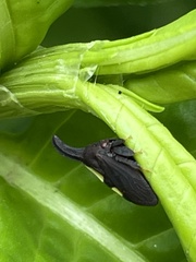 Enchenopa