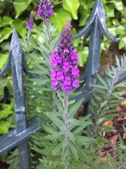 Linaria purpurea