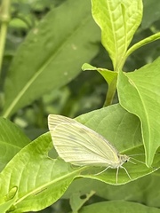 Pieris rapae