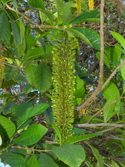 Lophanthera lactescens