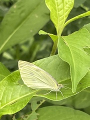 Pieris rapae