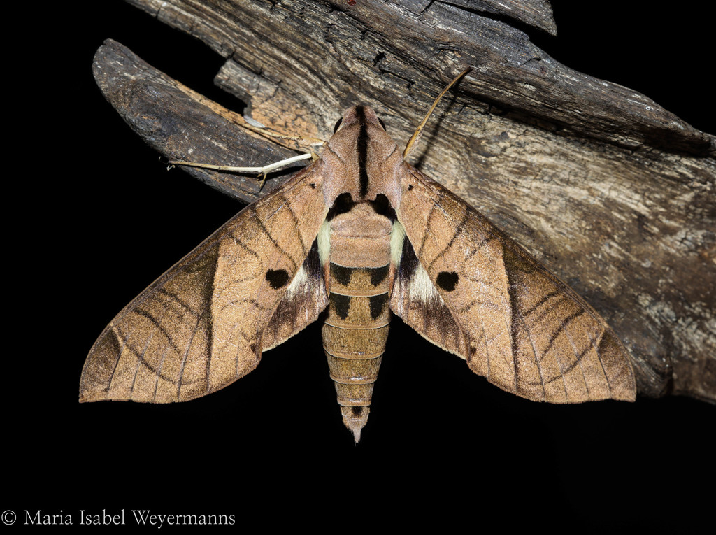 Eumorpha translineatus