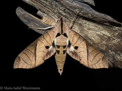 Eumorpha translineatus