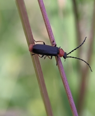Silis ruficollis