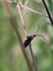 Silis ruficollis