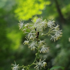 Sphegina