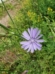 Cichorium intybus