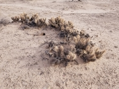 Grusonia kunzei