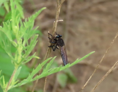 Promachus painteri
