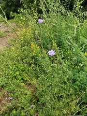 Cichorium intybus