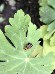 Phyllobrotica decorata