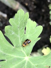 Phyllobrotica decorata