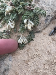 Astragalus desperatus