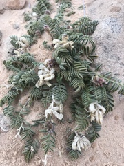 Astragalus desperatus