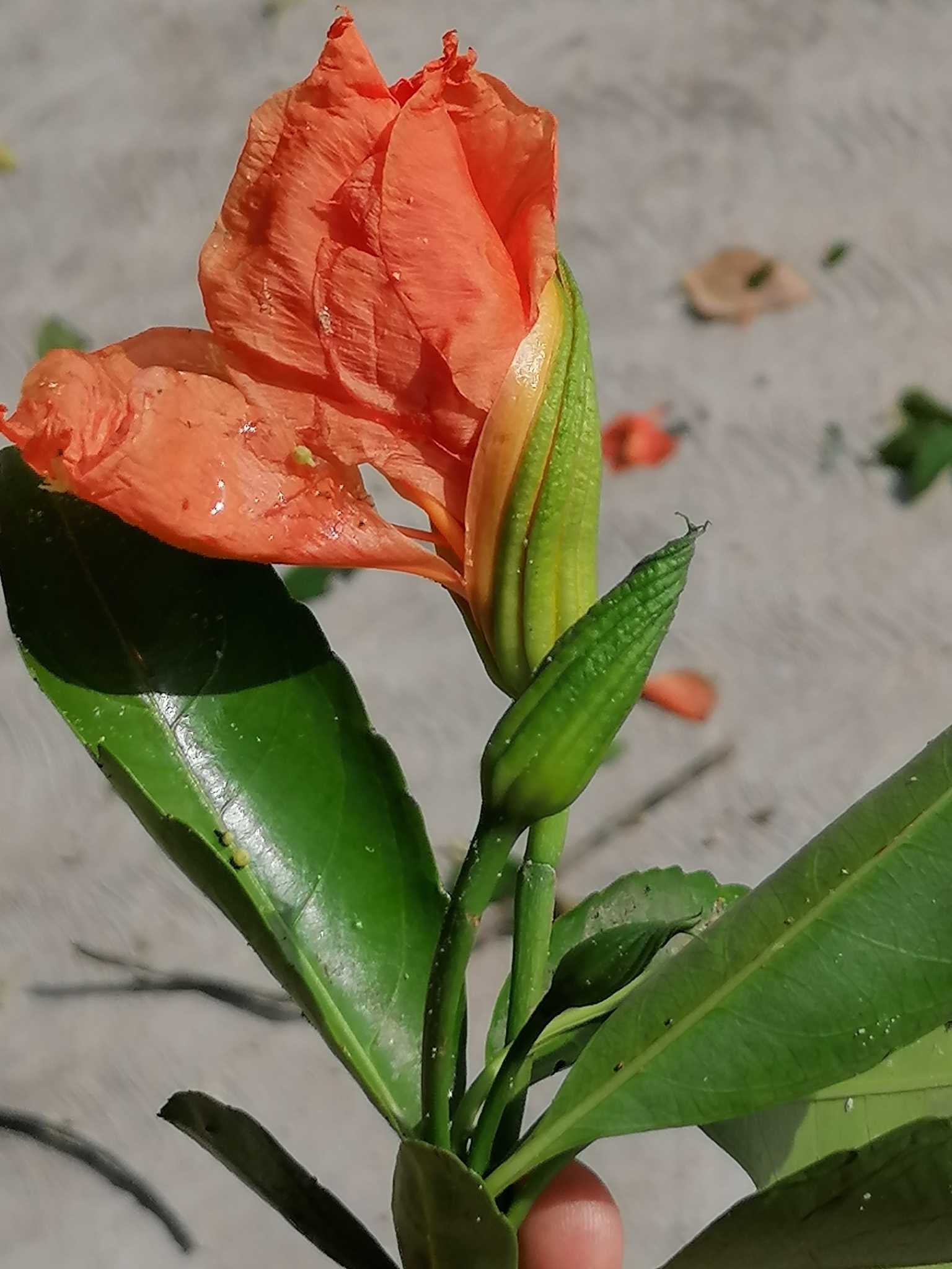 Imagem de Flor-de-maio