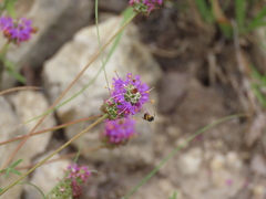 Dalea compacta