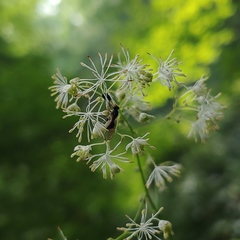 Sphegina