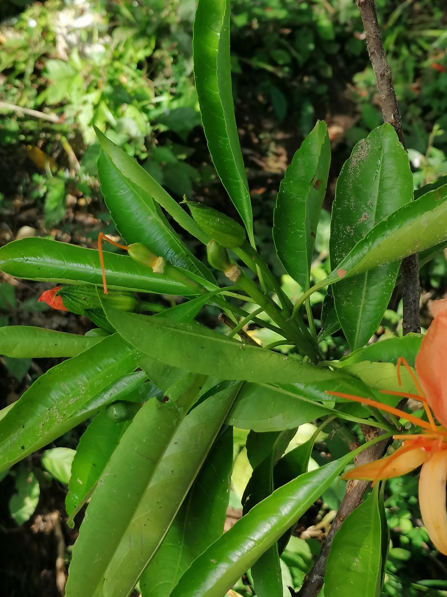 Imagem de Flor-de-maio