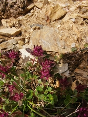 Thymus praecox polytrichus